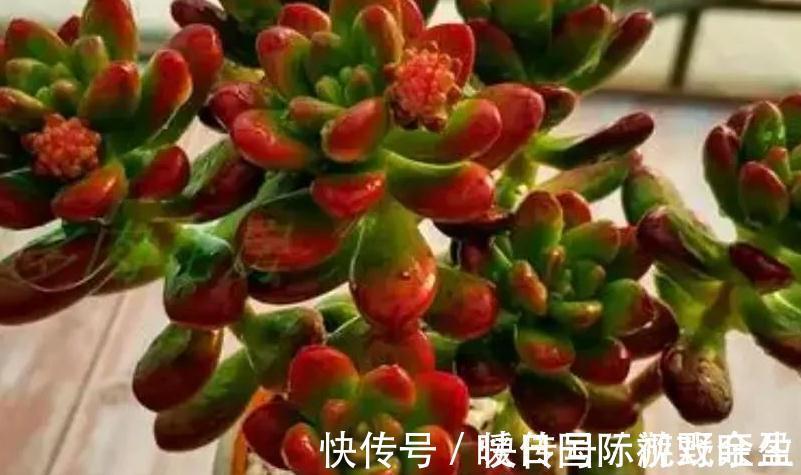 劳尔劳尔|4种多肉很惹人喜欢,简单养护,天冷出状态十分美丽