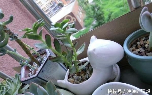  多肉小菜虫：十几个头的多肉，竟被玄灰蝶吃“空”了！