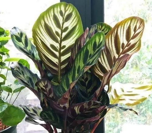 阳台|最受欢迎的4种花,不用费心管,就能旺盛生长,养盆放阳台美极了