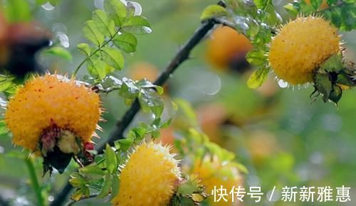 刺梨刺梨|女性過了40歲，3種食物不錯過，排毒養顏、增強體質