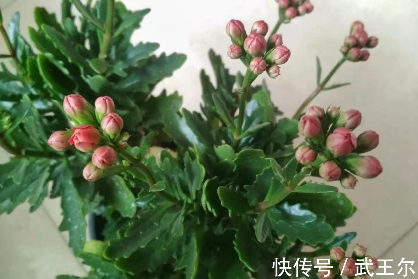 修剪|长寿花的打顶时机是什么?