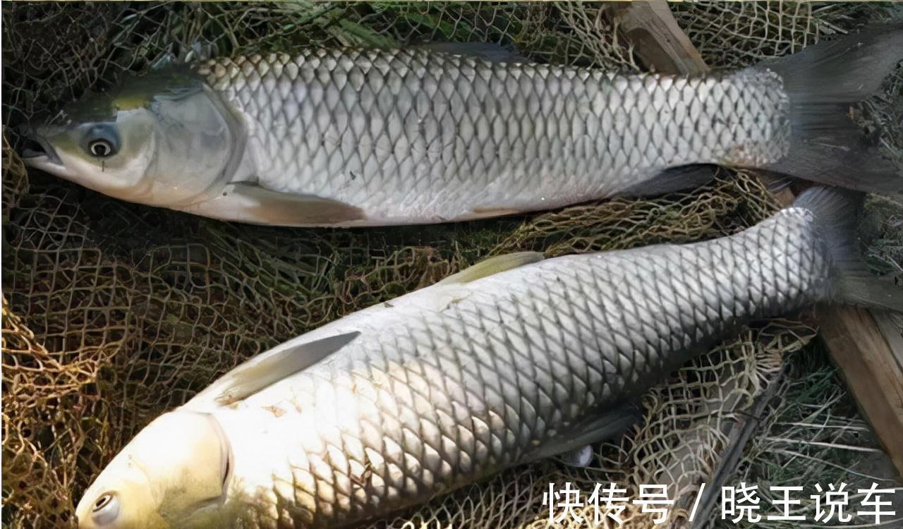 好钓位，全靠地形，认清这几种地形，打窝之后全是鱼