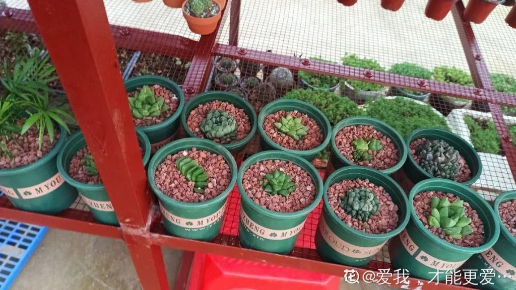 拼盘|多肉养在大盆里，就是豪横霸气，棵棵大得像白菜