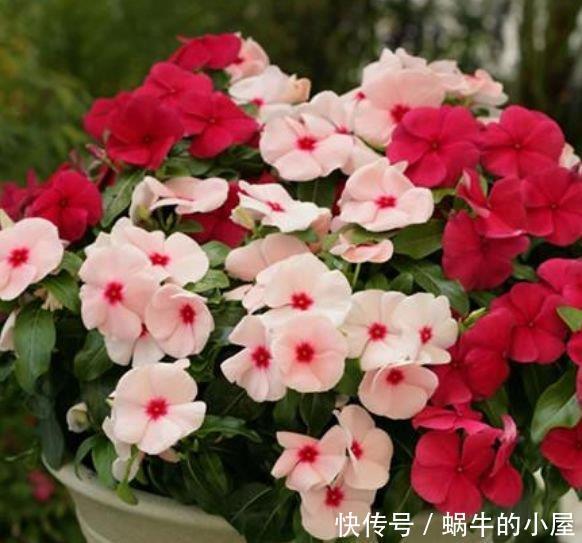 4种花美的出奇，不仅花好看，名字也好听，好养漂亮！