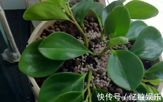 枝条|养花爱好者看过来这15种花现在“扦插”，生根快，一个周就长芽
