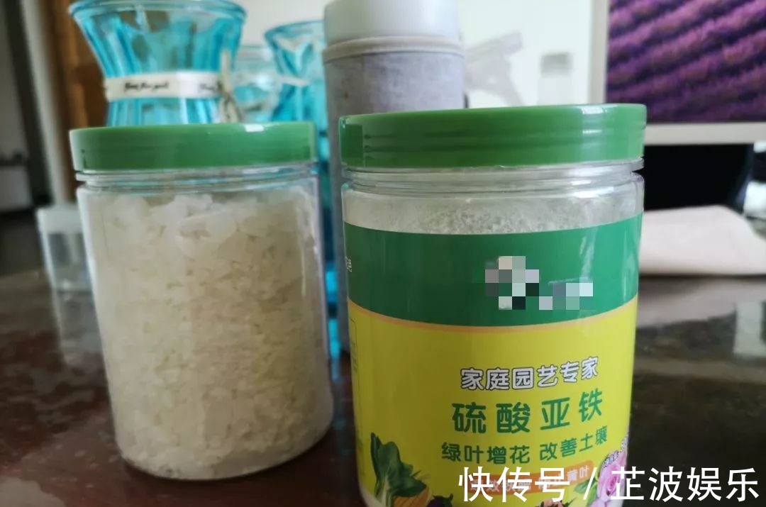 绿萝浇啤酒,文竹来勺糖,1个月嗖嗖长2米!