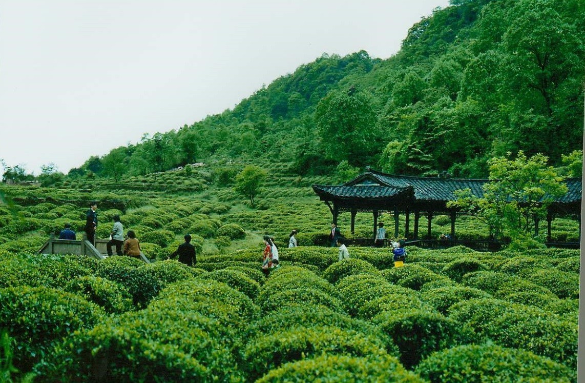  中国历史上的贡茶有哪些？