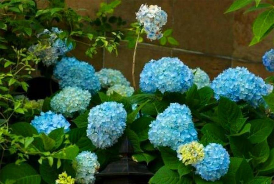 枝条|绣球花开完花后,5个细节要做好,学会了新枝粗壮,花量翻3倍