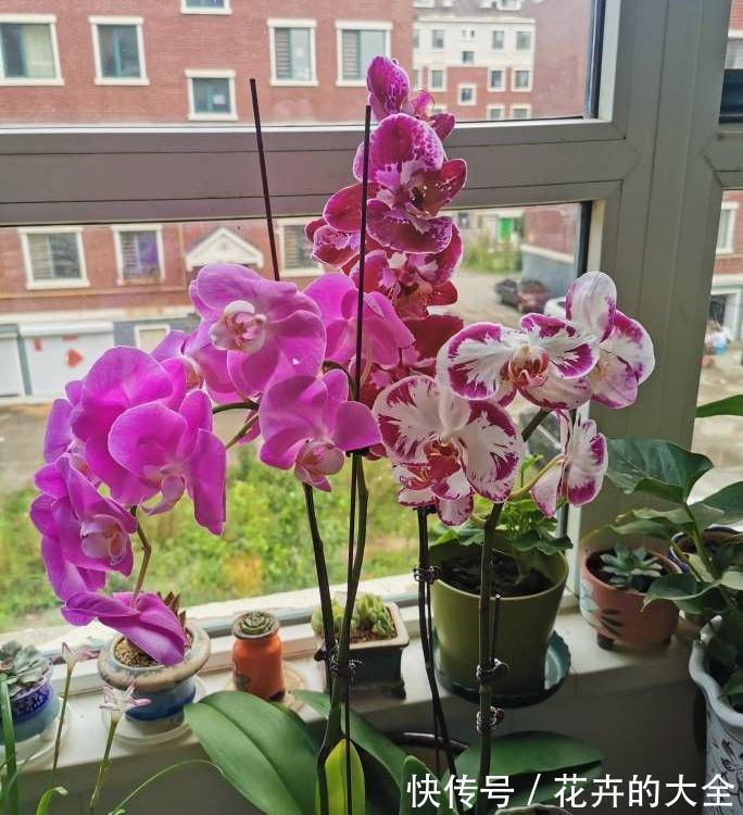 5种“漂亮花”，冬天也开花，趁着现在种，便宜好养活