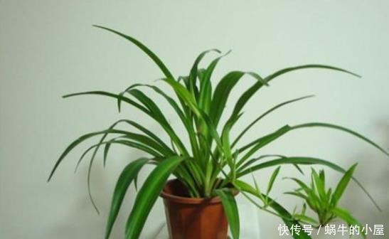 一品红|喜欢养花,此5类盆栽别轻易买回家,买错了后果严重