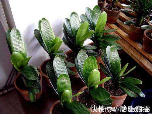 浇水|君子兰是“懒汉”，要懒养，不黄叶不烂根，年年开花多，美呆了
