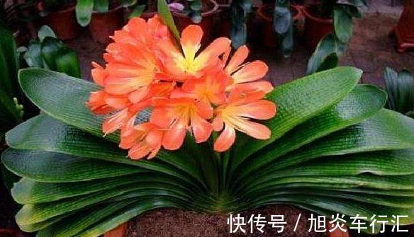 想观花赏叶就盆栽君子兰，学会播种、分株，养一盆得多盆