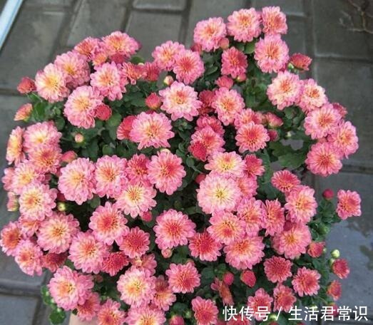 聪明人都养“6种花”,空气清新“病菌少”,老人孩子少生病!