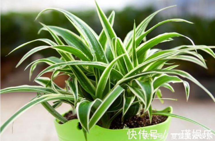 4种“旺财花”,家里养一盆,室内甲醛没了,生活更舒适!