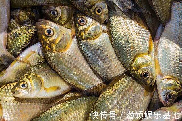 鲫鱼|一套冬季钓鲫鱼的黄金公式,适用任何自然水域,从选点标准到垂钓