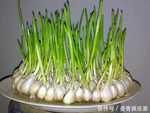 土豆|2類蔬菜發(fā)芽后吃,不僅沒毒,而且營養(yǎng)價值翻倍