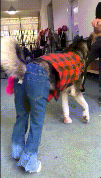 |搞笑GIF:这哥们的气质,我一辈子都不想学来