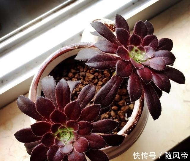 来自地狱的暗黑系多肉—黑法师,多肉中的黑玫瑰,普货中的战斗机