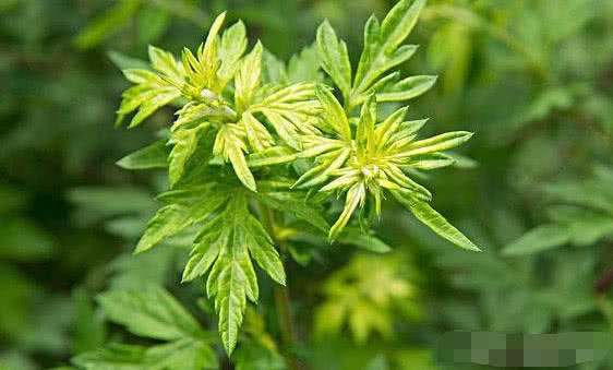 鱼腥草|常吃以下3种食物,清热解毒、消肿散结,还能预防妇科病