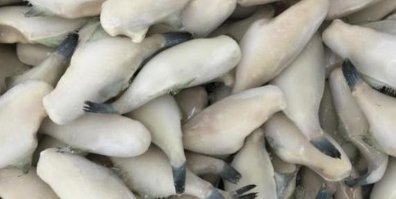 这种鱼,因冷冻被人嫌弃,却比带鱼营养,比鲫鱼香,少有人识货!