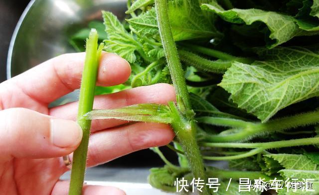 炒南瓜藤|伏天多吃蔬菜，这个菜应季正当时，简单一炒，鲜嫩爽口，解腻开胃