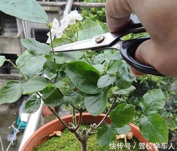 气温突降,养茉莉花、三角梅、仙人球,要狠心“剃光头”!