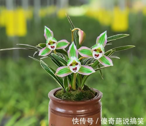 植株|此兰花是矮种“帝王”，花色罕见，叶带金边线艺，曾一苗难求的