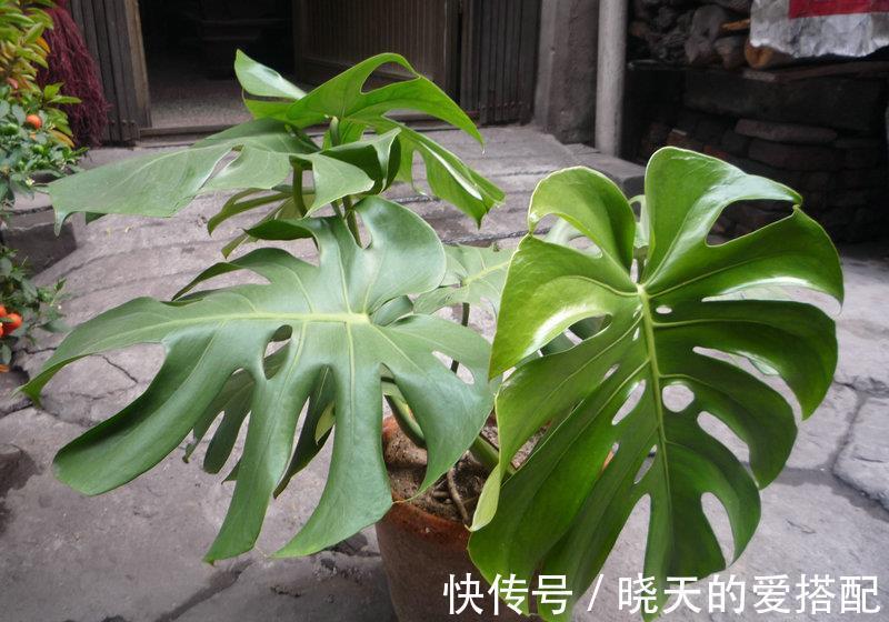 清新|养花试试这几款，家中养一盆，空气特别的清新，特别养人