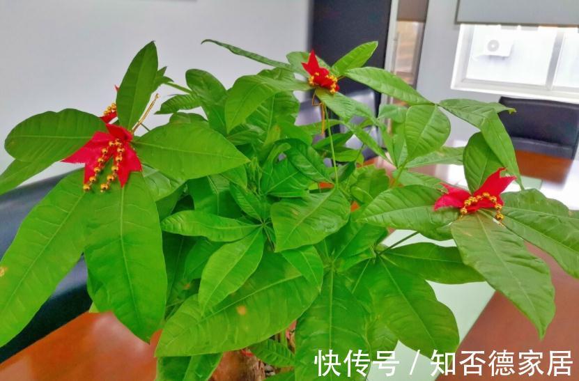繁茂|室内盆栽种树选这3样,枝叶繁茂,四季常青,寓意好