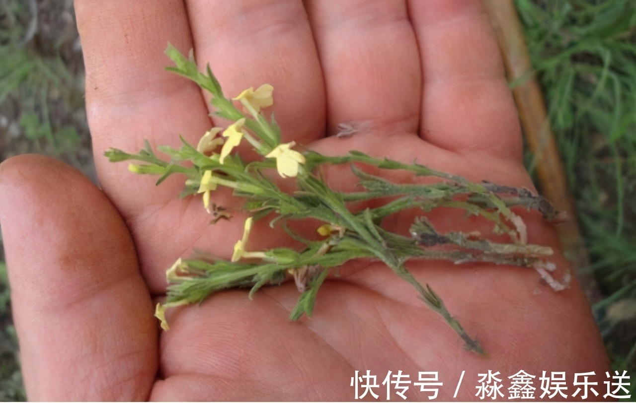 独脚|农村有一“野草”,专挑坟头生长,晒干后用来卖,价值胜过黄金