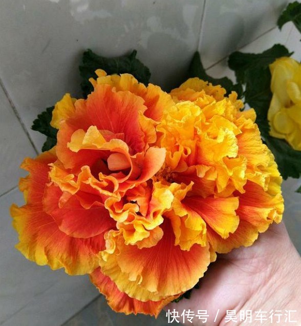 邻居在窗台养了1种花,开花太漂亮,花色像“黄金”,美得发光