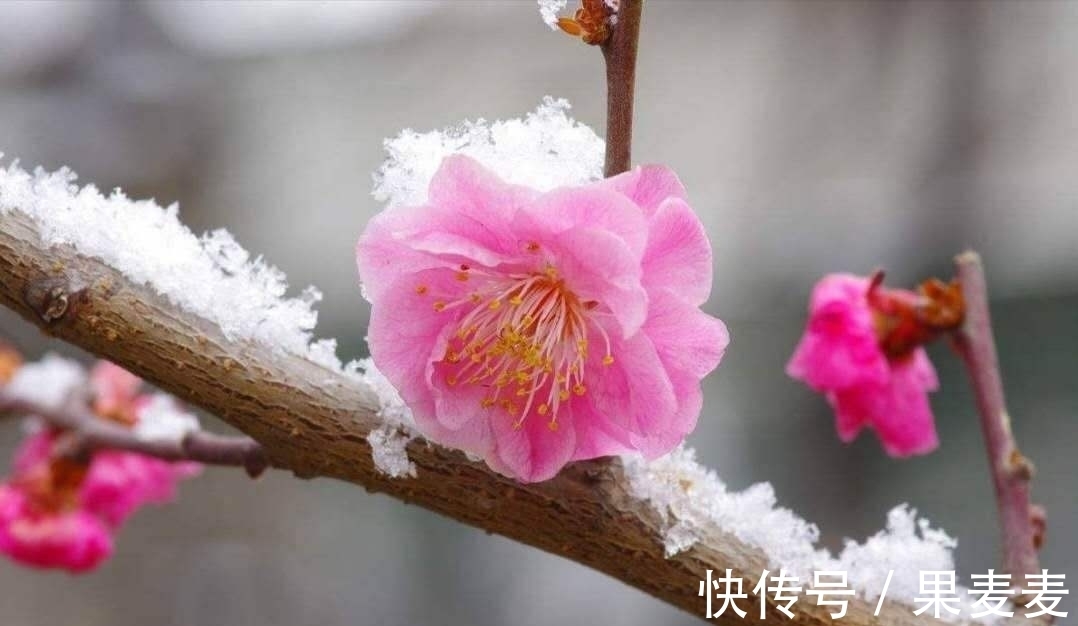 古诗$勾引春光一半出。四首早梅古诗,四种意境美,值得品读