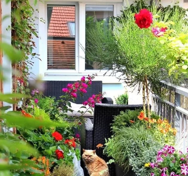 蚂蚁|花农养花为啥成本这么低学会用小苏打,几十盆都花不了2块钱