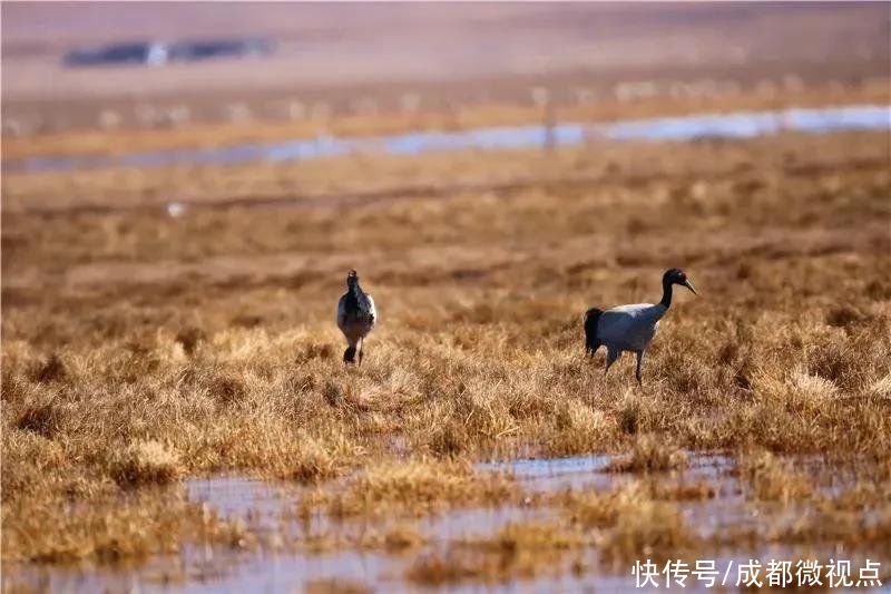 黄河奔腾到此，迂回蜿蜒出第一道回头湾