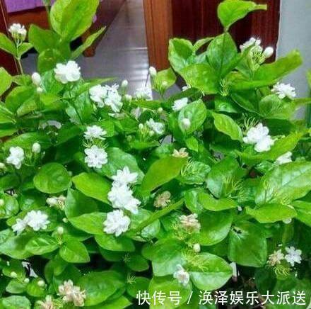 植株|矮化茉莉的手法，只需这里“剪一下”，植株矮壮，发满“花芽”