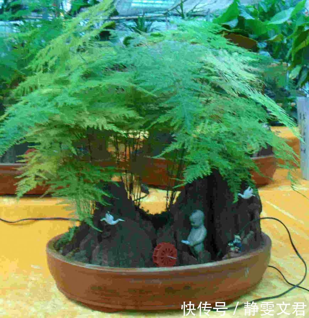 文竹不能这样养,不然很容易出现黄叶情况