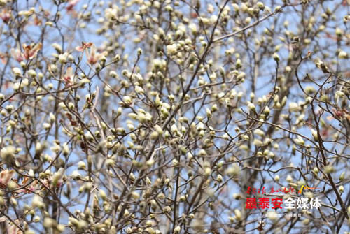 春意盎然风景好 玉兰花开正当时