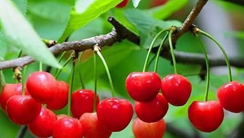 食物|人到中年,不妨多吃三种食物,疏通血管,推迟衰老,谁吃谁健康