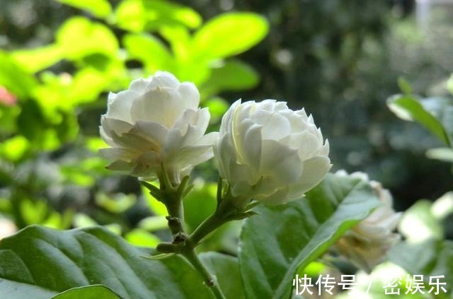 茶叶|给茉莉花喝点以下饮料，叶片绿油油，花骨朵一直长