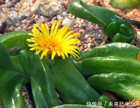 泥土|此款多肉外形似手掌,可开出漂亮的黄花,盆栽管理需做到4点