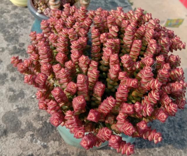  从小|养了5年多肉，从小白变成大神，这些经验送你了