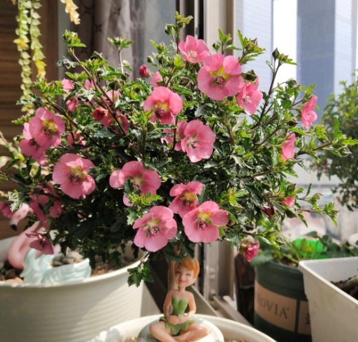 花商|在市场买花,要记住“四不买”,养花再也不踩坑,养好也是挺简单