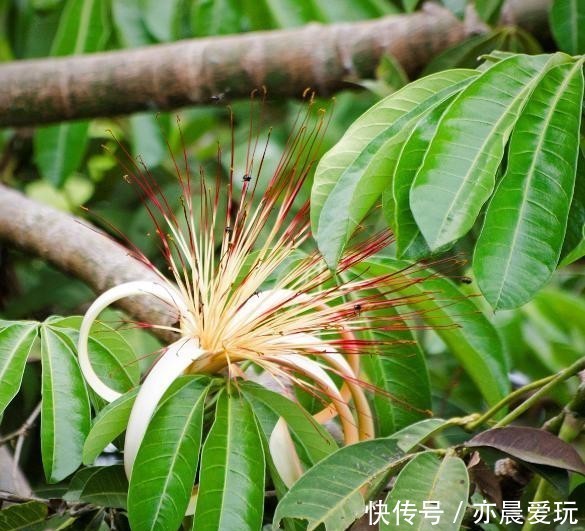  以说|发财树有哪些寓意，我们又应该如何养护呢？
