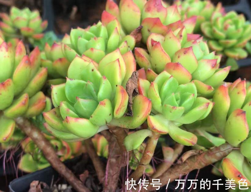 要点|多肉蒂亚叶子“常青”该怎么办？满足3点，立马上色成艳丽的红