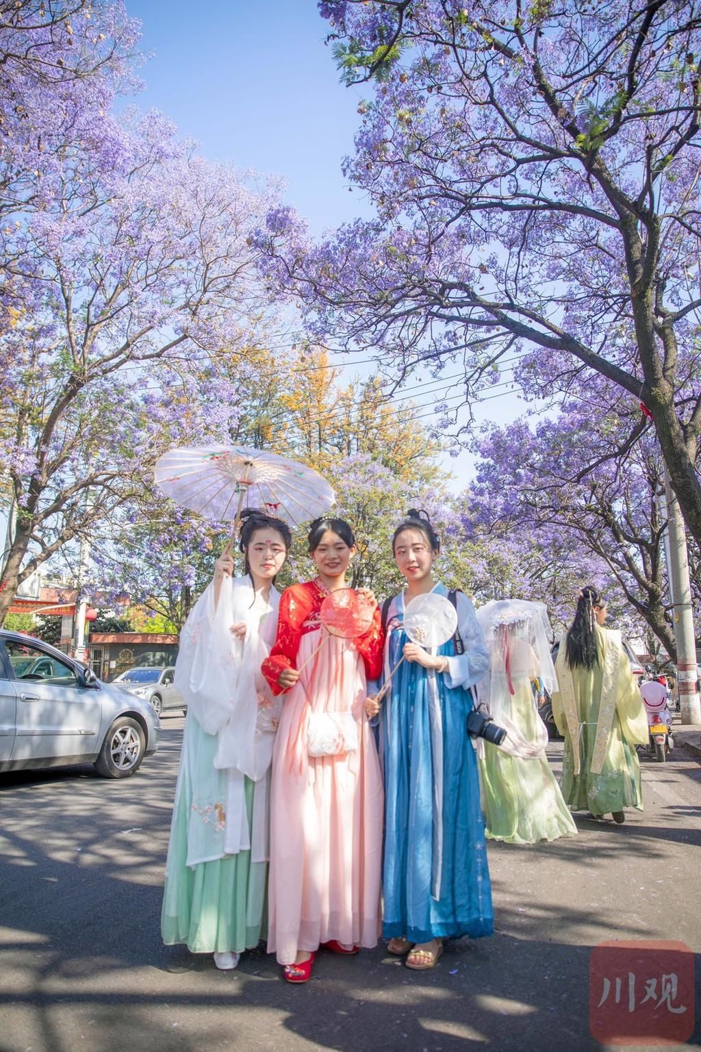 当蓝花楹遇见汉服，盛装而来只为赴这一场春日邀约