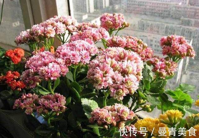 窍门|长寿花，用2个“窍门”，叶片就像“猪耳朵”，花儿紧凑上千朵