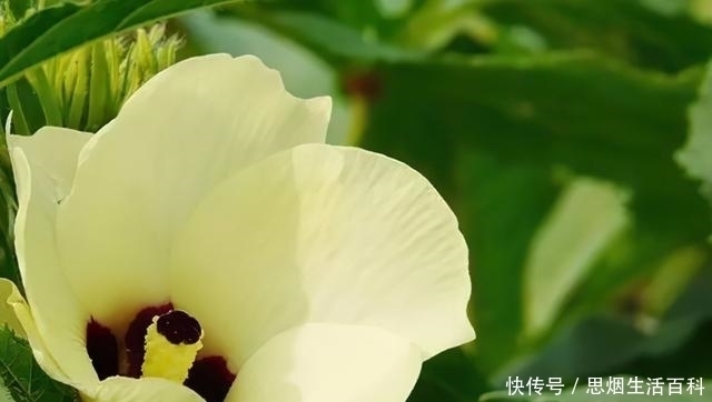 金花葵|花比碗还大，曾濒临灭绝，如今农民大量种植，又要火爆了？