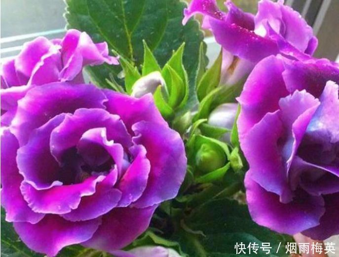 4种花是爆盆能手,好养漂亮,开超超美,人见人爱