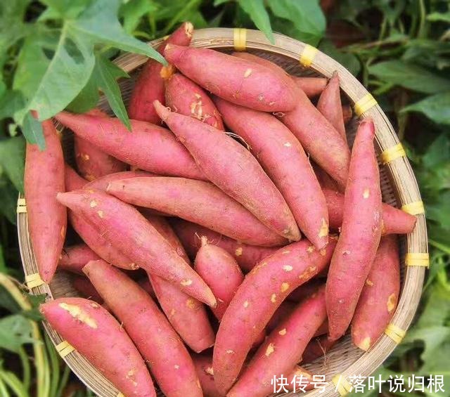 蒸红薯时,直接上锅蒸就错了,牢记4点技巧,红薯软糯香甜糖汁多