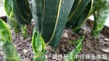 虎皮兰|虎皮兰长得慢,秋后用它养,粗根变小芽,顶破盆,太给力了